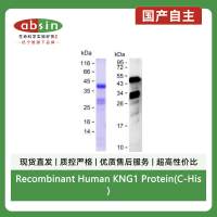 Recombinant Human KNG1 Protein(C-His)
