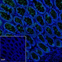 S-RMab® CK-Pan Recombinant Rabbit mAb (Alexa Fluor® 488 Conjugate) (S-P001)