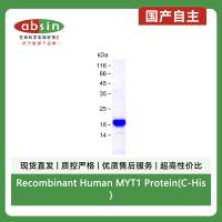 Recombinant Human MYT1 Protein(C-His)