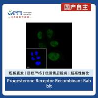 Progesterone Receptor Recombinant Rabbit mAb (Alex Fluor®488 Conjugate) (S-R123)