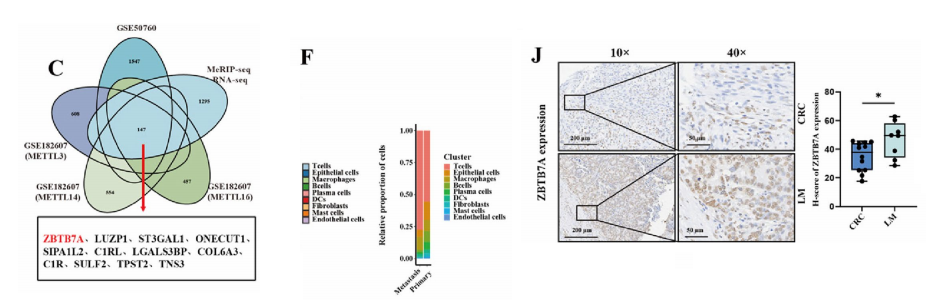 分子探针与表观遗传学研究好文分享： 可编程 ZBTB7A RNA N6-甲基腺苷位点特异性去甲基化可抑制结直肠癌肝转移