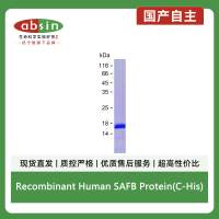 Recombinant Human SAFB Protein(C-His)