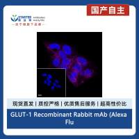 GLUT-1 Recombinant Rabbit mAb (Alexa Fluor® 647 Conjugate) (SDT-047-53)
