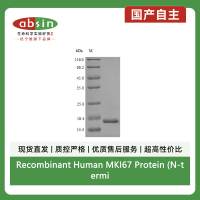 Recombinant Human MKI67 Protein (N-terminal 6xHis)