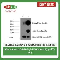 Mouse anti-DiMethyl-Histone H3(Lys27) Monoclonal Antibody(3B12)