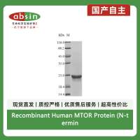 Recombinant Human MTOR Protein (N-terminal 10xHis and C-terminal Myc)