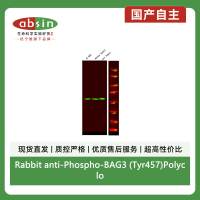 Rabbit anti-Phospho-BAG3 (Tyr457)Polyclonal Antibody
