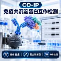 CO-IP（免疫共沉淀）蛋白互作检测