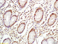 Rabbit anti-C-Myc Polyclonal Antibody