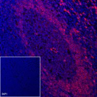 CD79a/MB-1 Recombinant Rabbit mAb (Alexa Fluor® 555 Conjugate) (S-030-18)