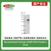 Recombinant Human FASN FAS Protein (N-terminal 6xHis)