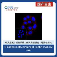 E-Cadherin Recombinant Rabbit mAb (Alexa Fluor® 594 Conjugate) (S-438-5)