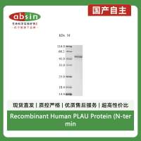 Recombinant Human PLAU Protein (N-terminal 10xHis)