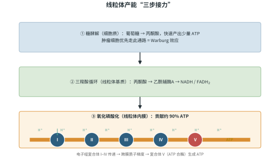 线粒体能量代谢：作用机制、检测方法与技术进展
