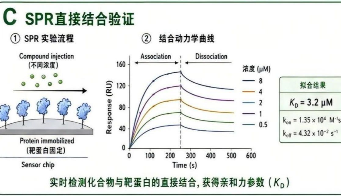 SPR 不是“锦上添花” 而是药物靶点验证的关键证据