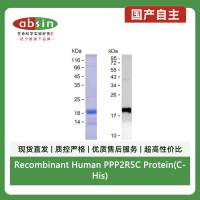Recombinant Human PPP2R5C Protein(C-His)