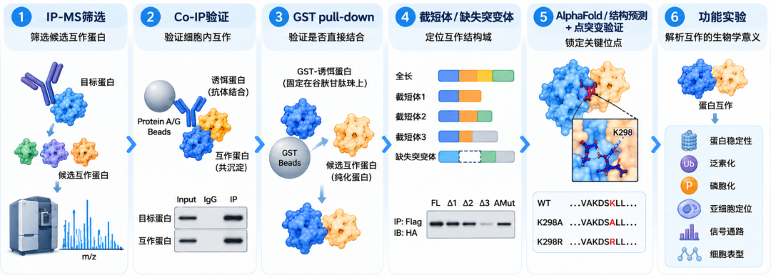 Co‑IP蛋白互作完整机制研究全套实验思路