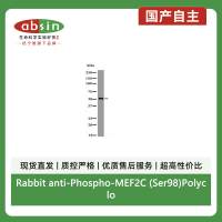 Rabbit anti-Phospho-MEF2C (Ser98)Polyclonal Antibody