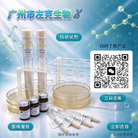 限制马拉色菌 CBS 7991/Malassezia restricta (RA42.6C)