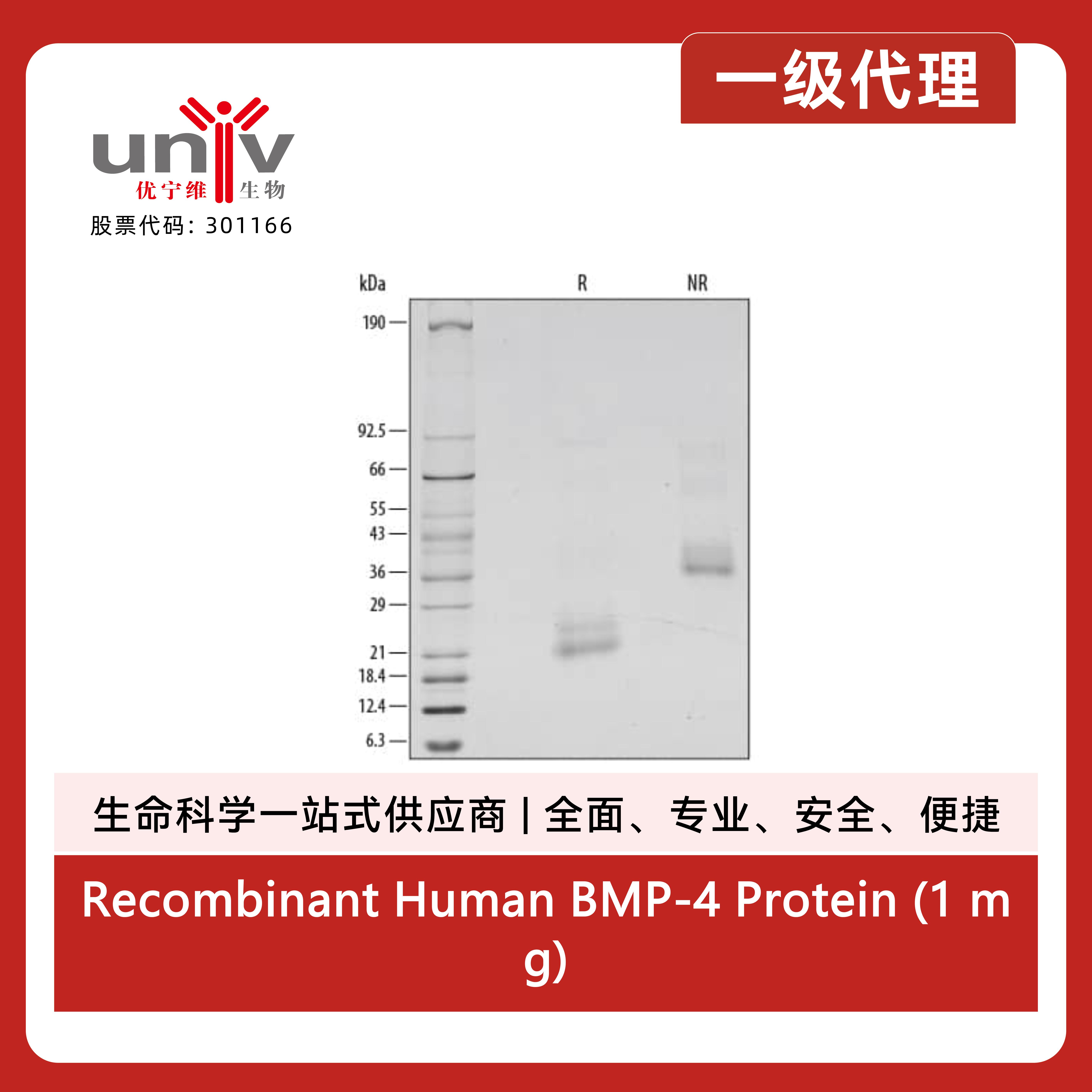Recombinant Human BMP-4 Protein (1 mg)