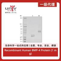 Recombinant Human BMP-4 Protein (1 mg)