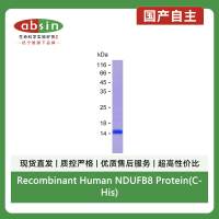 Recombinant Human NDUFB8 Protein(C-His)