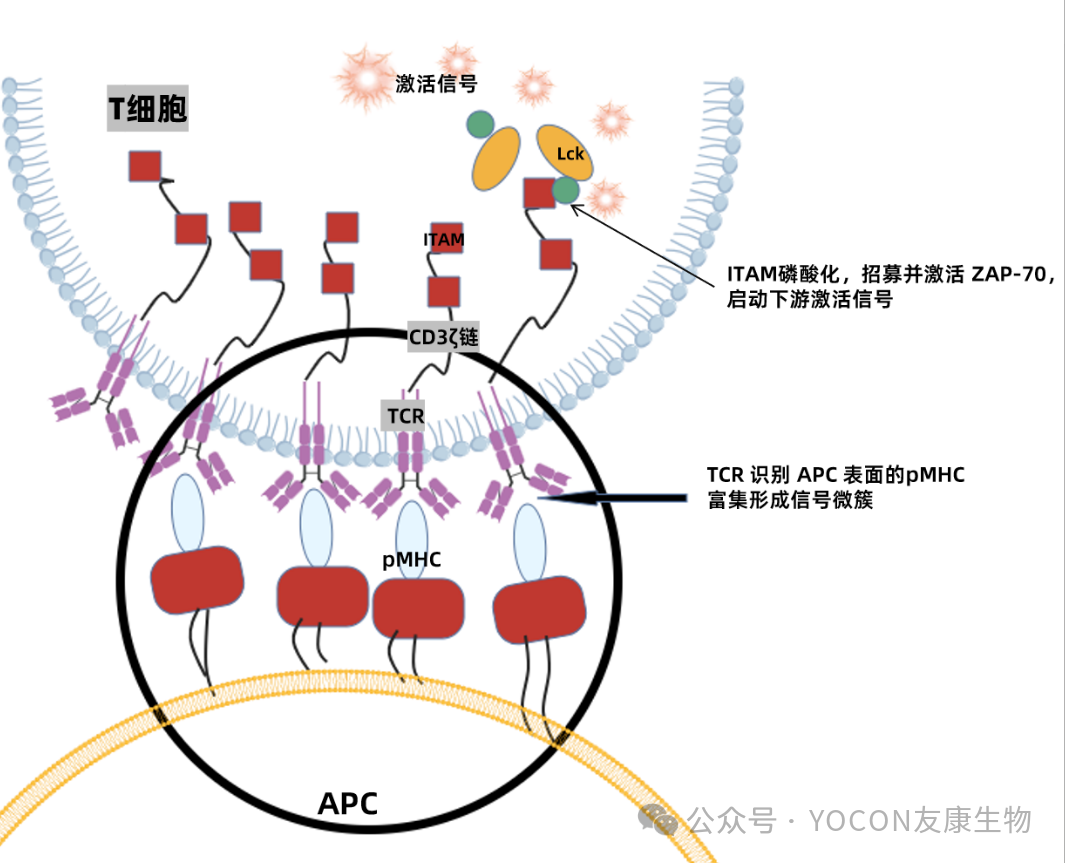 CAR-T 工艺核心解析：T 细胞激活的机制与工艺迭代