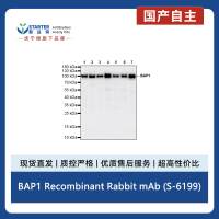 BAP1 Recombinant Rabbit mAb (S-6199)