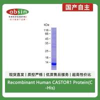 Recombinant Human CASTOR1 Protein(C-His)