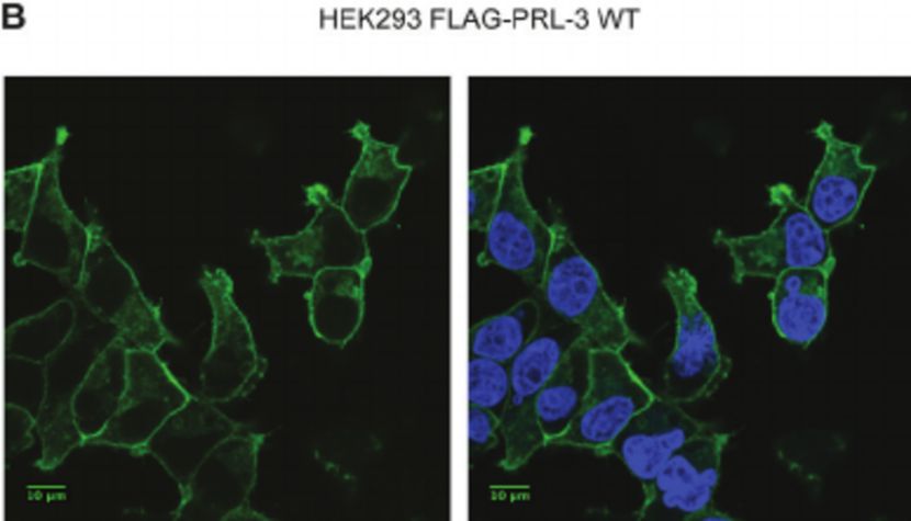 高产HEK293稳定细胞系开发的分子机制与转录调控解析