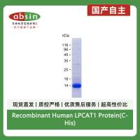Recombinant Human LPCAT1 Protein(C-His)