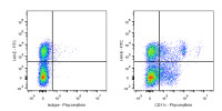 PE Armenian hamster Anti-Mouse CD11c Antibody (N418)
