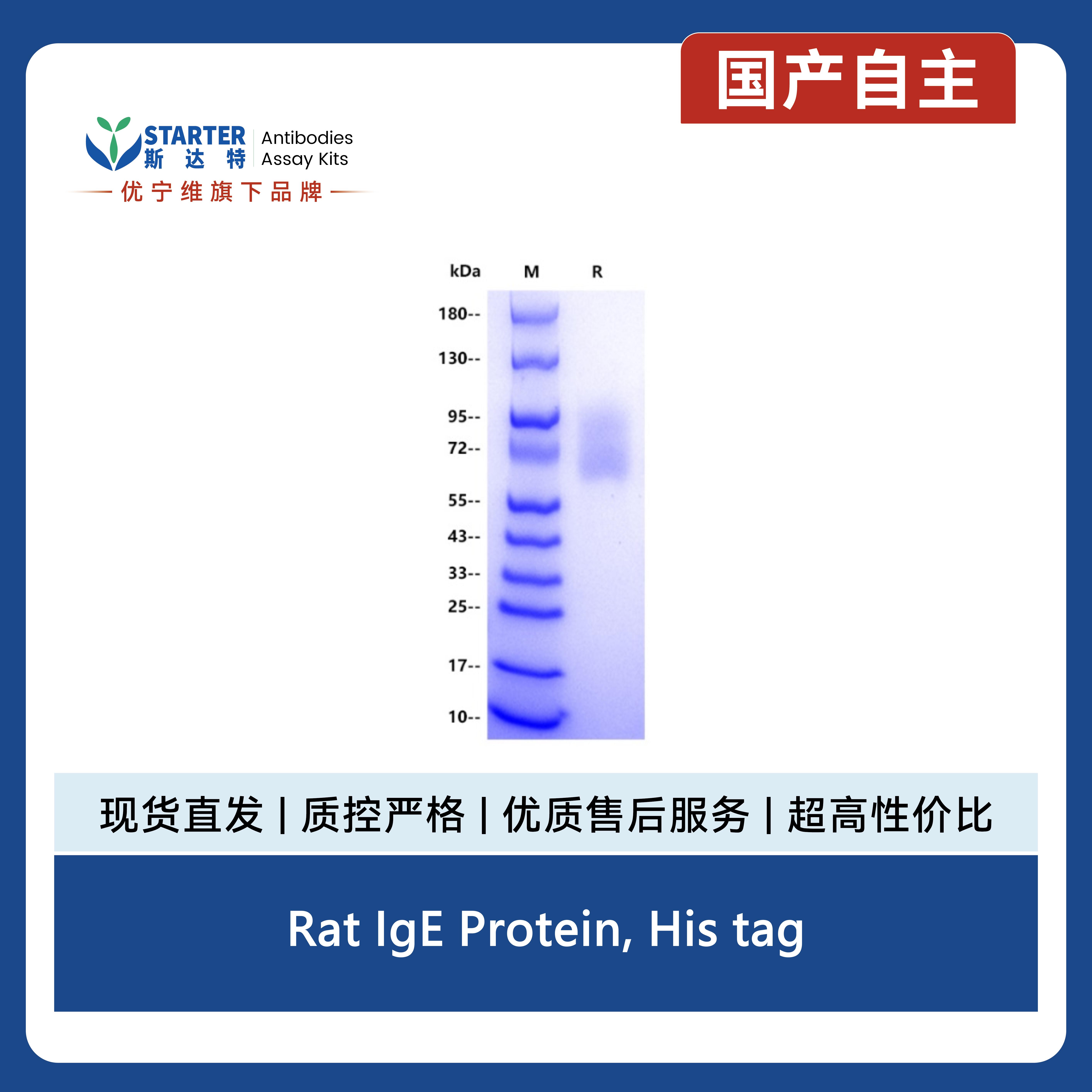 Rat IgE Protein, His tag