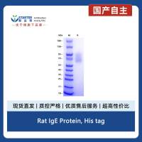 Rat IgE Protein, His tag