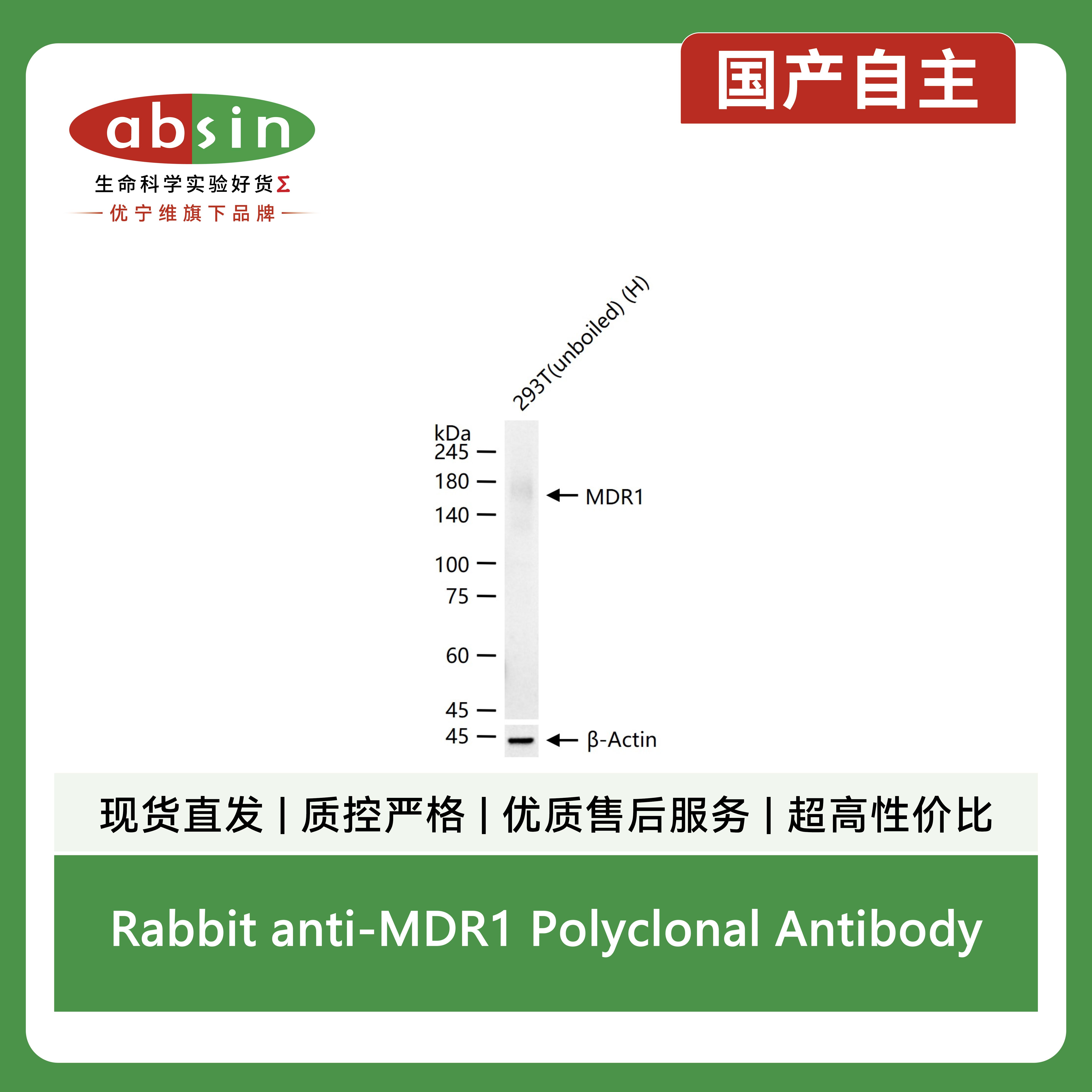 Rabbit anti-MDR1 Polyclonal Antibody产品图