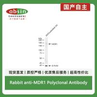 Rabbit anti-MDR1 Polyclonal Antibody