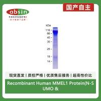 Recombinant Human MMEL1 Protein(N-SUMO & C-His)