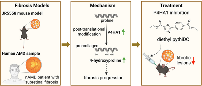 BMG LABTECH多功能酶标仪文献分享,川大 浙大 连同澳洲大学联合发表在Molecular Therapy 上 “Dysregulated Proline Metabolism Contributes to Retinal Fibrosis in Neovascular AMD: Therapeutic Potential of Prolyl-4-Hydroxylase Inhibition