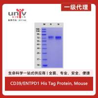 CD39/ENTPD1 His Tag Protein, Mouse