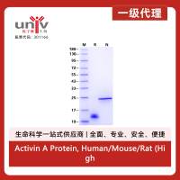 Activin A Protein, Human/Mouse/Rat (High Active）