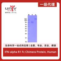 IFN-alpha R1 Fc Chimera Protein, Human