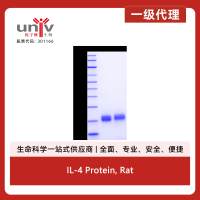 IL-4 Protein, Rat