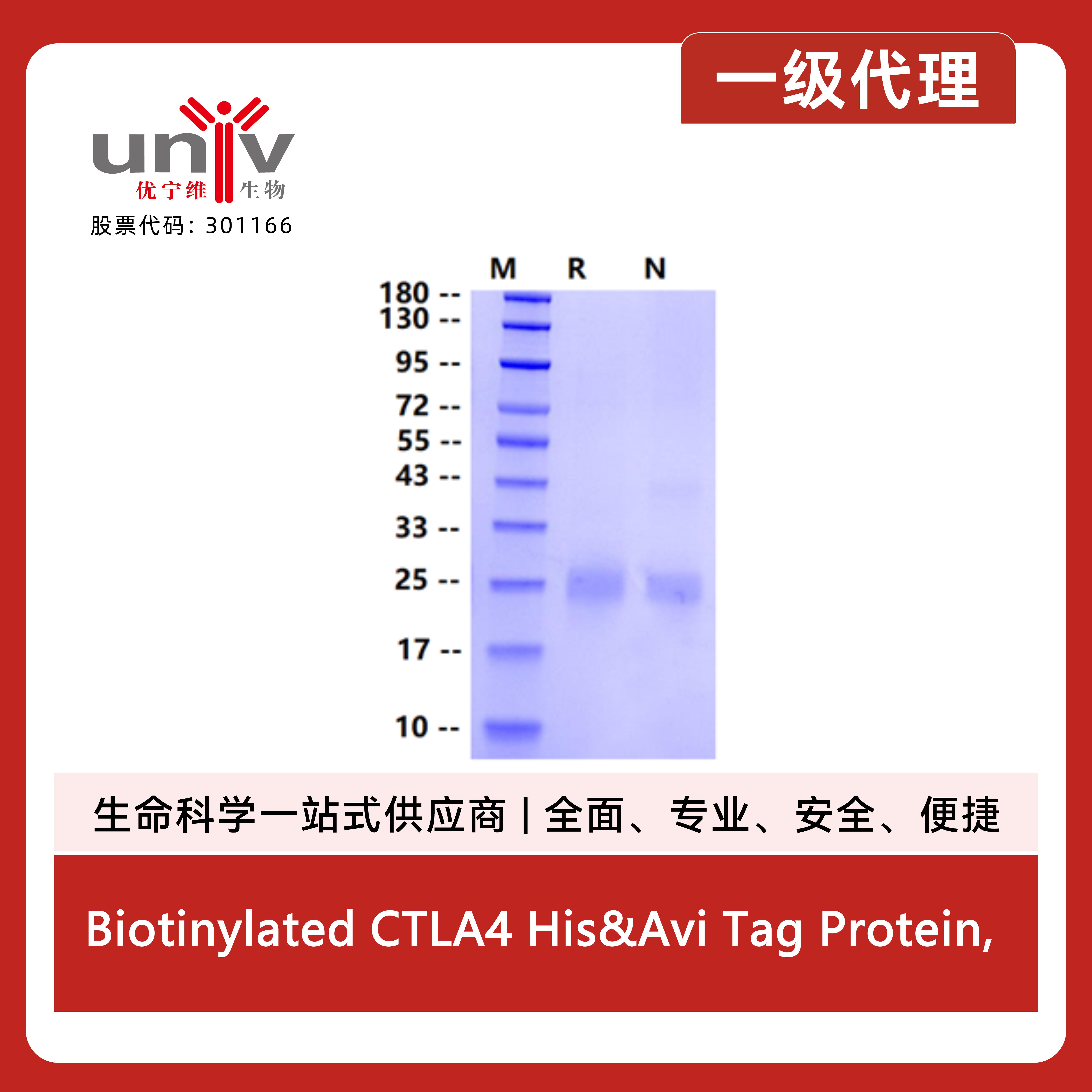 Biotinylated CTLA4 His&Avi Tag Protein, Human产品图