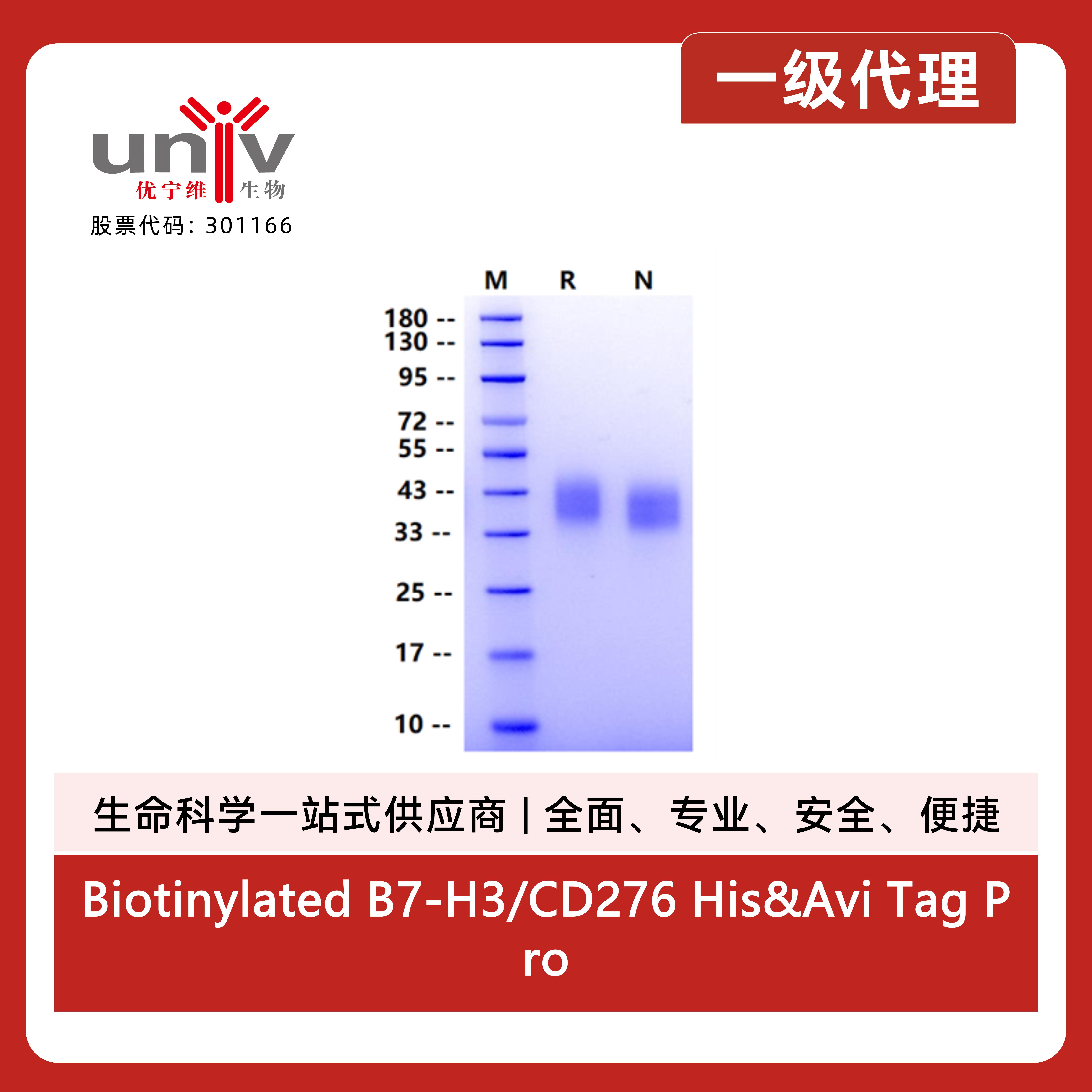 Biotinylated B7-H3/CD276 His&Avi Tag Protein, Human产品图