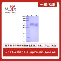 IL-13 R alpha 1 His Tag Protein, Cynomolgus