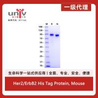 Her2/ErbB2 His Tag Protein, Mouse
