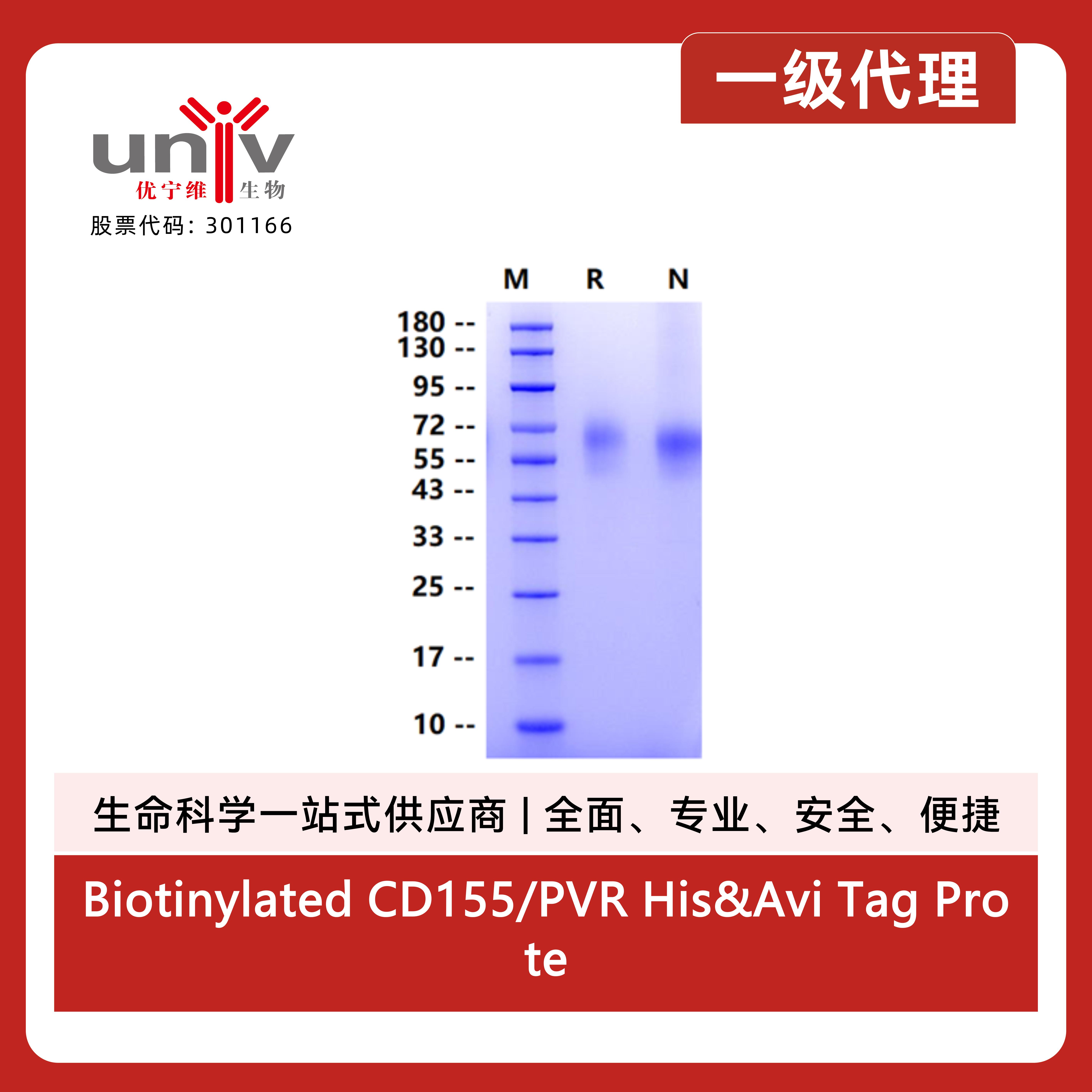 Biotinylated CD155/PVR His&Avi Tag Protein, Human产品图