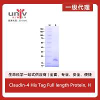 Claudin-4 His Tag Full length Protein, Human(Detergent)