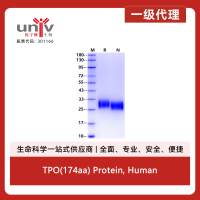 TPO(174aa) Protein, Human