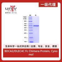 BDCA2/DLEC4C Fc Chimera Protein, Cynomolgus